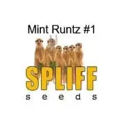 The Garden 2027-1 - Mint Runtz #1