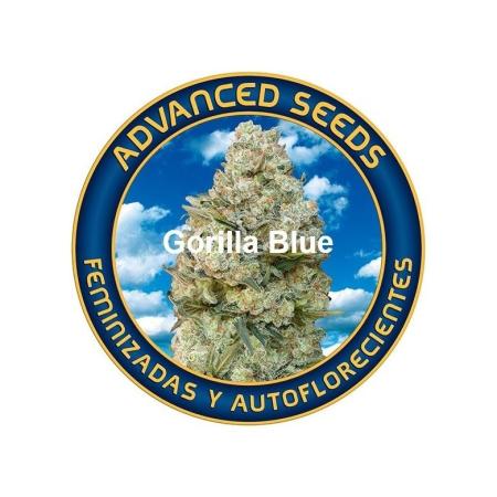 The Garden 2021 - Gorilla Blue
