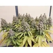 The Garden 2020 - Durban Poison (clone)
