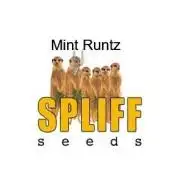 The Garden 2027-1 - Mint Runtz #2