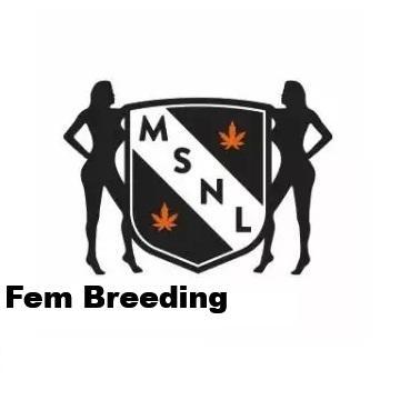 The Garden 2026-1A - MSNL Fem Breeding