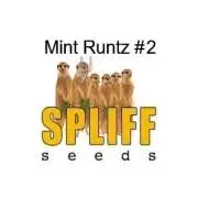 The Garden 2027-1 - Mint Runtz #2