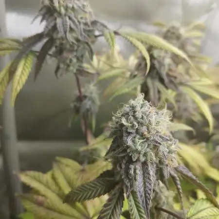 Wedding Cake - Clone/Steckling
