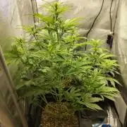 First Autopot Grow - A troubled start