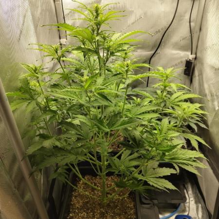 First Autopot Grow - A troubled start