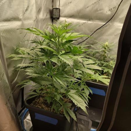 First Autopot Grow - A troubled start