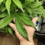 First Autopot Grow - A troubled start