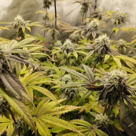 Wedding Cake - Clone/Steckling