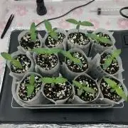 Durban Poison & 2 Freebies