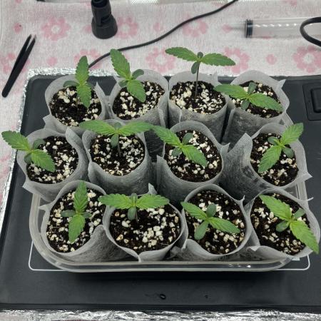 Durban Poison & 2 Freebies