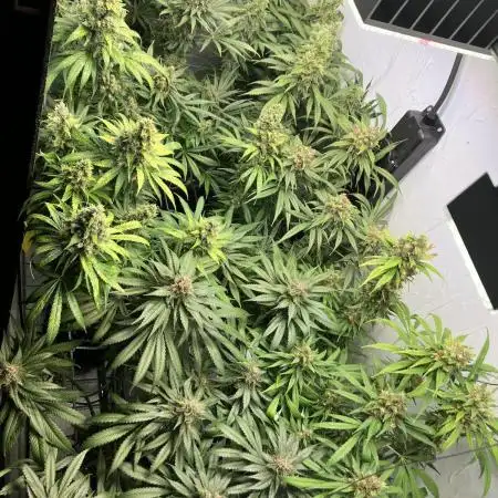 Durban Dew