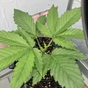 Durban Poison & 2 Freebies