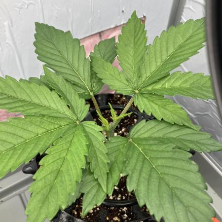 Durban Poison & 2 Freebies