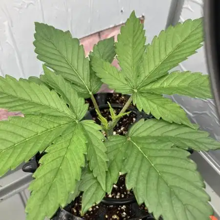 Durban Poison & 2 Freebies