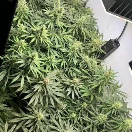 Durban Dew