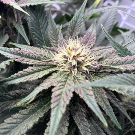 Durban Poison & 2 Freebies