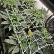 Durban Poison & 2 Freebies