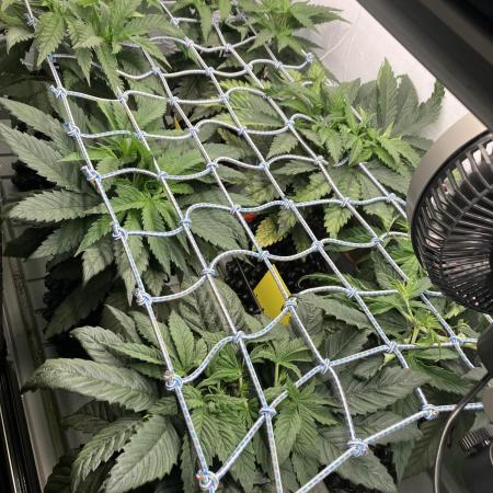 Durban Poison & 2 Freebies