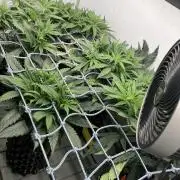 Durban Poison & 2 Freebies