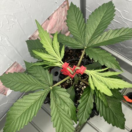 Durban Poison & 2 Freebies