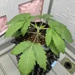 Power Plant