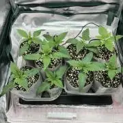 Durban Poison & 2 Freebies