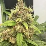 Durban Dew