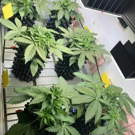 Durban Dew