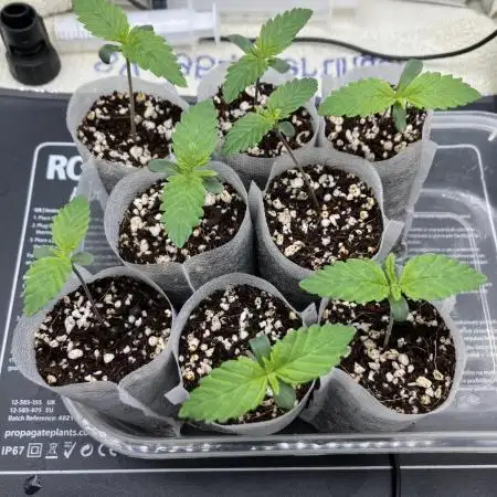 Power Plant