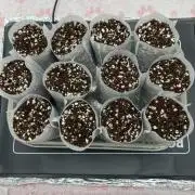 Durban Poison & 2 Freebies