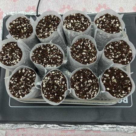 Durban Poison & 2 Freebies