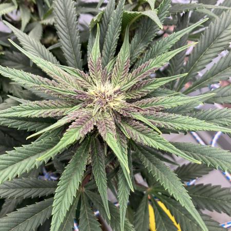 Durban Poison & 2 Freebies