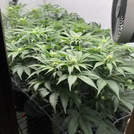 Power Plant