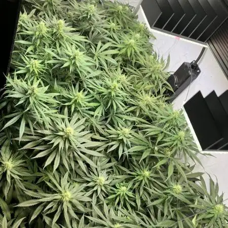 Durban Dew