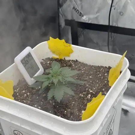 Terp Sneeze