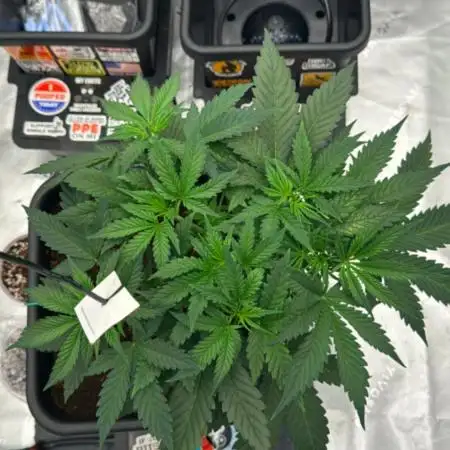 Pineapple Express