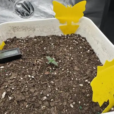 Terp Sneeze