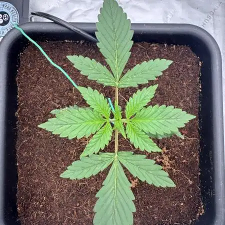 Pineapple Express
