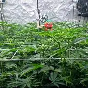 Moron Mountain by RainbowRootGenetics