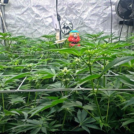 Moron Mountain by RainbowRootGenetics