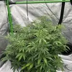 Pineapple Express