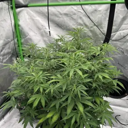 Pineapple Express