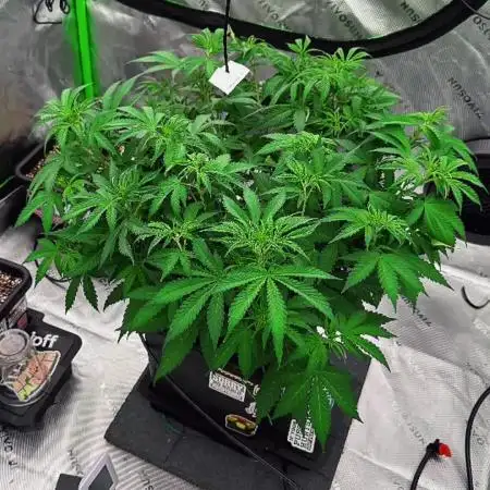 Pineapple Express