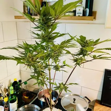 Skywalker OG Gelato Auto