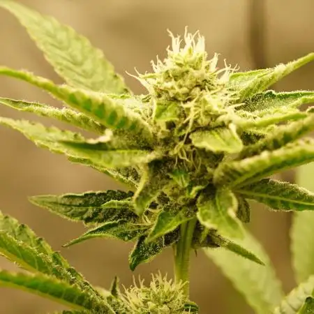 2025 Bangkok grow