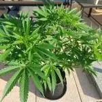 White Widow Photoperiod