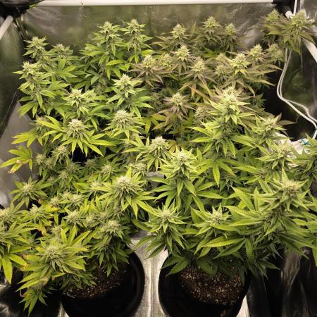 Moon Farms #4