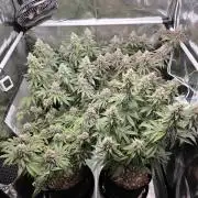 Moon Farms #4