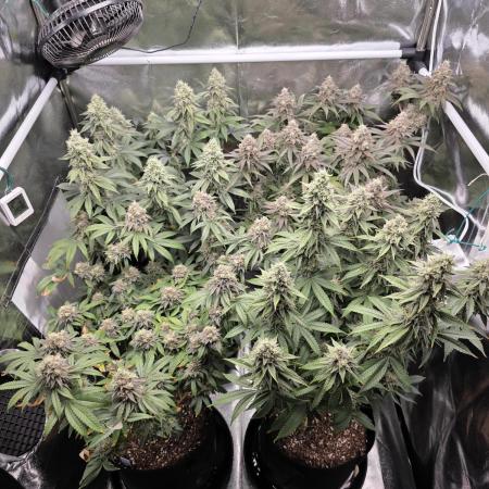 Moon Farms #4