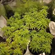 Moon Farms #4